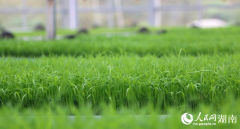 湖南长沙县春华镇：秧苗住上“电梯房”